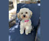 Piper, a Chinese Crested and Poodle (Small) mix tested with EmbarkVet.com