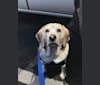 Jackson, a Beagle tested with EmbarkVet.com