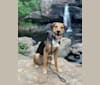 Photo of Lea, a Labrador Retriever, Treeing Walker Coonhound, Siberian Husky, and Rottweiler mix in Frankford, MO, USA