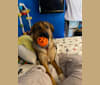Lucy, a German Shepherd Dog and Belgian Malinois mix tested with EmbarkVet.com