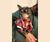 Domino, a Chihuahua and Miniature Pinscher mix tested with EmbarkVet.com