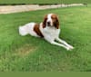Photo of Autumn, a Brittany  in Leander, Texas, USA