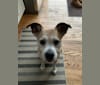 Callie, a Staffordshire Terrier and Cocker Spaniel mix tested with EmbarkVet.com