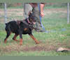 Ekko a dog tested with EmbarkVet.com