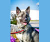 Wentworth, a German Shepherd Dog and Rottweiler mix tested with EmbarkVet.com