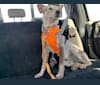 Bosco, an Australian Cattle Dog tested with EmbarkVet.com
