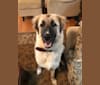 Bruno, an Anatolian Shepherd Dog and Great Pyrenees mix tested with EmbarkVet.com