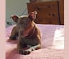Photo of Callie, an American Pit Bull Terrier  in South Plainfield, New Jersey, USA