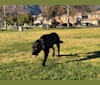 Photo of Shadow, a German Shepherd Dog, Great Pyrenees, Cane Corso, and American Bulldog mix