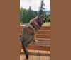 MUKKI, a German Shepherd Dog and Siberian Husky mix tested with EmbarkVet.com