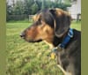 Sarge, a Bluetick Coonhound and German Shepherd Dog mix tested with EmbarkVet.com