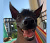 Tarzan, a Xoloitzcuintli and Italian Greyhound mix tested with EmbarkVet.com