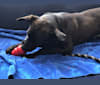 Maggie (f. Magda), a Cane Corso and Rottweiler mix tested with EmbarkVet.com