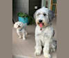 Hattie Ann Lacey, an Australian Cattle Dog and Old English Sheepdog mix tested with EmbarkVet.com