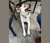 Cannoli, a Formosan Mountain Dog tested with EmbarkVet.com
