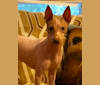 Quinn, an American Hairless Terrier tested with EmbarkVet.com