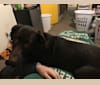 Soren, a Labrador Retriever tested with EmbarkVet.com