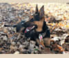 Marvin, a German Shepherd Dog and Miniature Pinscher mix tested with EmbarkVet.com