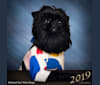 Hendrik, a Brussels Griffon tested with EmbarkVet.com