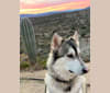 Floki, a Siberian Husky and Alaskan Malamute mix tested with EmbarkVet.com