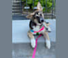 Rini, a German Shepherd Dog and Jindo mix tested with EmbarkVet.com