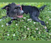 DAISY, a Chinese Crested and American Bully mix tested with EmbarkVet.com