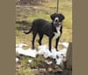 Photo of Sophie, a Treeing Walker Coonhound, Australian Shepherd, Labrador Retriever, and Norwegian Elkhound mix in Binghamton, New York, USA