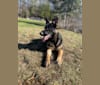 Egypt, a German Shepherd Dog tested with EmbarkVet.com