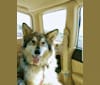 Arlo, a Siberian Husky and German Shepherd Dog mix tested with EmbarkVet.com