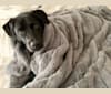 Photo of Tucker, a Labrador Retriever, American Pit Bull Terrier, and Rottweiler mix in San Antonio, Texas, USA