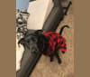 Photo of Dewey, a Bloodhound, German Shepherd Dog, Labrador Retriever, and American Bully mix in Kentucky, USA