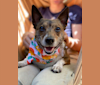 Mudge, a Chihuahua and Australian Cattle Dog mix tested with EmbarkVet.com