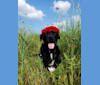 Ollie, a Labrador Retriever and Great Pyrenees mix tested with EmbarkVet.com