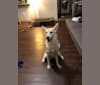 Belle, a Siberian Husky and Labrador Retriever mix tested with EmbarkVet.com