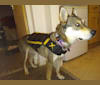 Ria, a Siberian Husky and Rottweiler mix tested with EmbarkVet.com