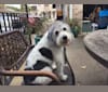 Carlin, a Poodle (Small) and Beagle mix tested with EmbarkVet.com