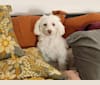 Photo of Sally, a Poodle (Small), Maltese, Chihuahua, and Mixed mix in Clearwater, Florida, USA