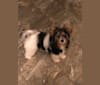 Gabbi, a Biewer Terrier tested with EmbarkVet.com