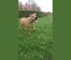 Photo of Niyah, an American Bulldog, American Pit Bull Terrier, and Cane Corso mix in Telford, UK