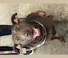 Stevie, a Labrador Retriever and Staffordshire Terrier mix tested with EmbarkVet.com