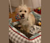 Finnegan, a Chihuahua and Lhasa Apso mix tested with EmbarkVet.com