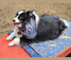 Rocko, an American Eskimo Dog and Shetland Sheepdog mix tested with EmbarkVet.com