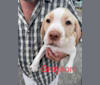 Grayson, an American Pit Bull Terrier and Labrador Retriever mix tested with EmbarkVet.com