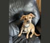Photo of Gery, a Beagle, Poodle (Small), Pomeranian, Pug, and Mixed mix in West Virginia, USA