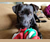 Jasper, a Rottweiler and German Shepherd Dog mix tested with EmbarkVet.com