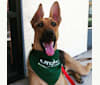 Buzz, a German Shepherd Dog and Doberman Pinscher mix tested with EmbarkVet.com