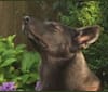 Timber, an Alaskan-type Husky and German Shepherd Dog mix tested with EmbarkVet.com