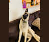 Sam, a German Shepherd Dog and Collie mix tested with EmbarkVet.com