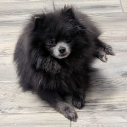 Sandy Pom's Shadow of Divine Perfection