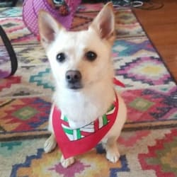 Pikachu dog breed sales